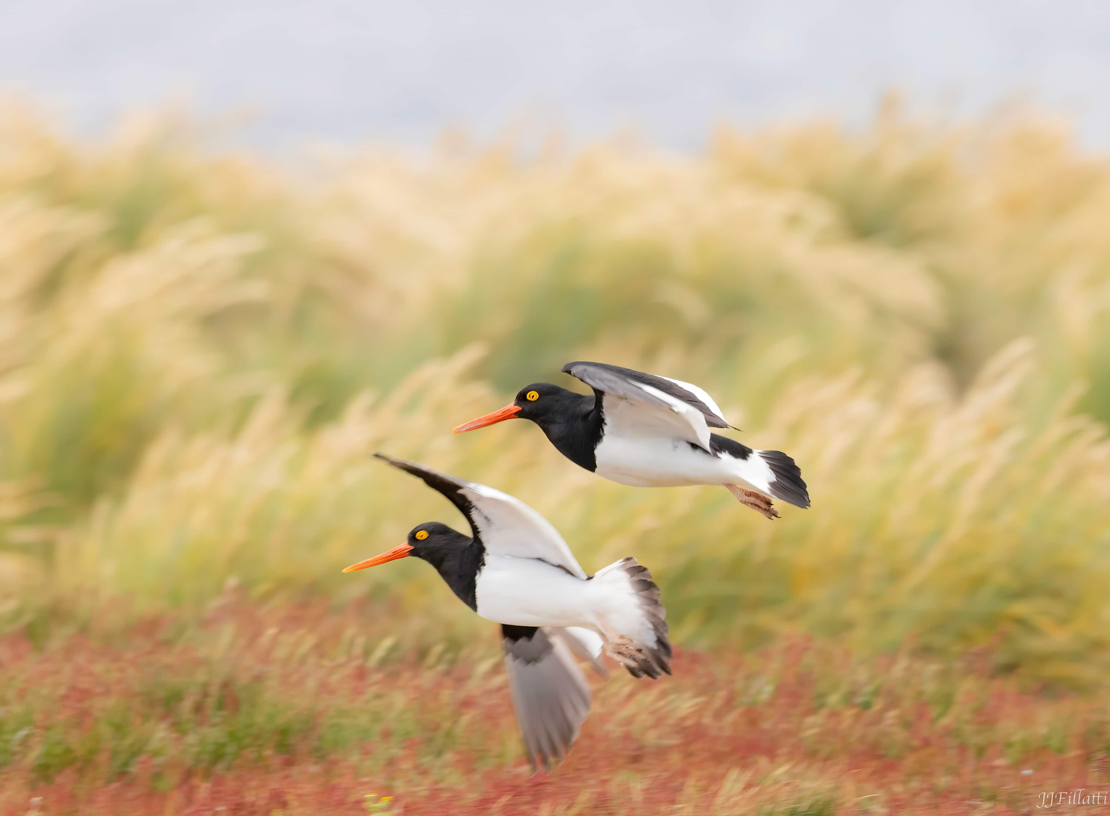 bird of the falklands image 108